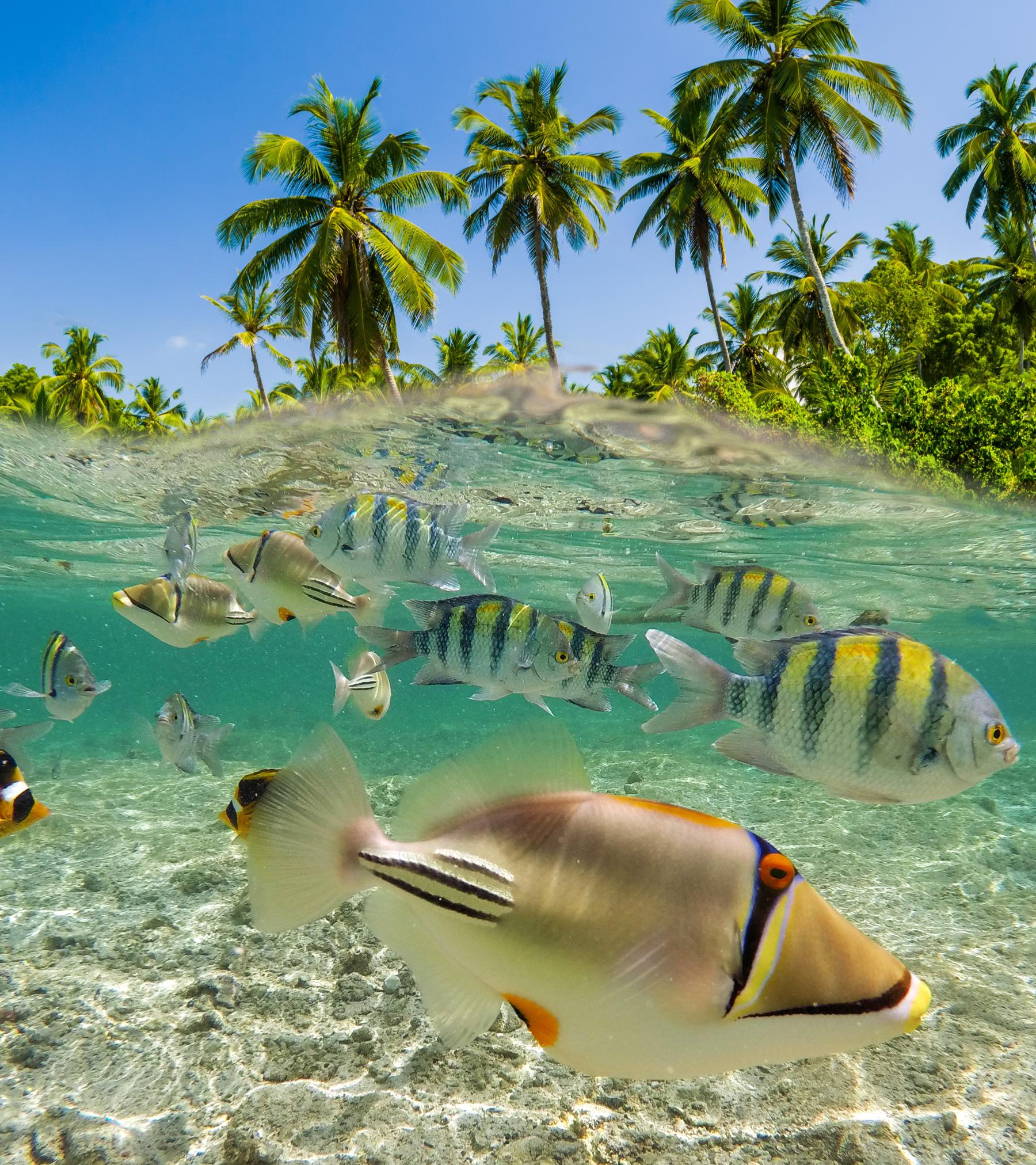 Seychelles ocean project